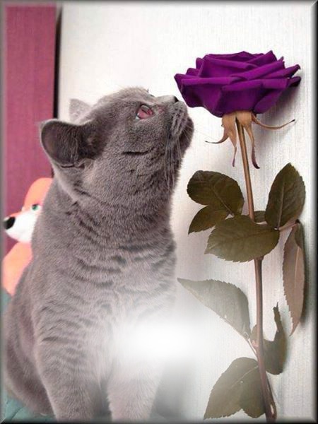 chat gris Photomontage