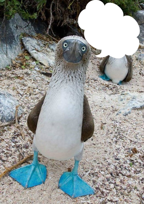 pinguino Fotomontage