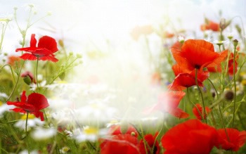 Coquelicots 4 Photomontage