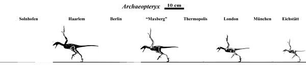 escala de aves masculina Fotomontáž