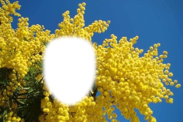 mimosa Fotomontaggio