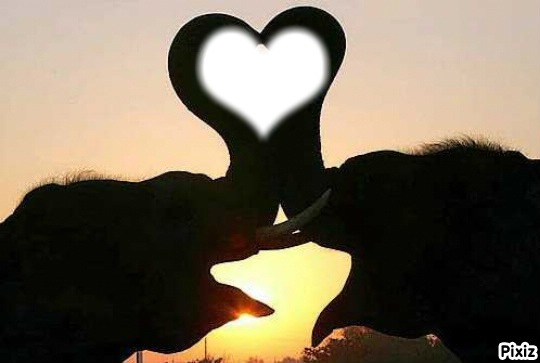 Coeur d elefant Fotomontage