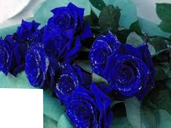 rosas azules Fotomontagem