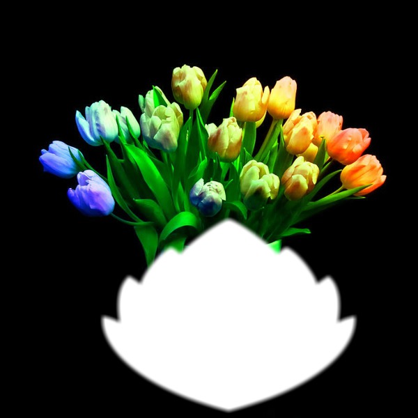 tulipes multicolore Montage photo