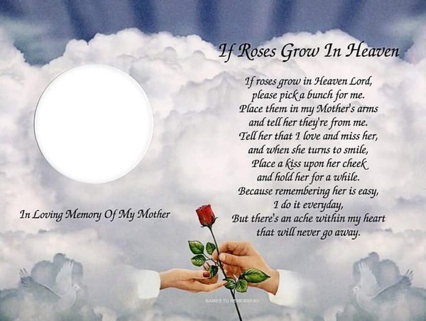 if a rose grows in heaven Montage photo