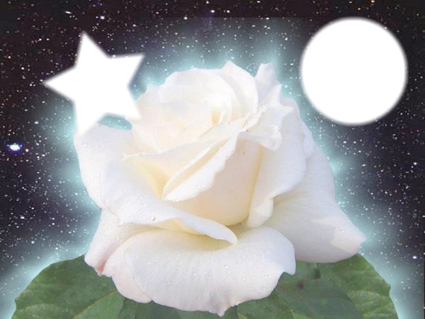 rose blanche Φωτομοντάζ