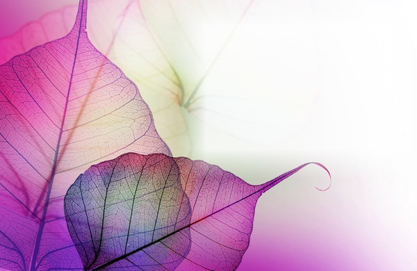 Purple Leaf Fotomontažas