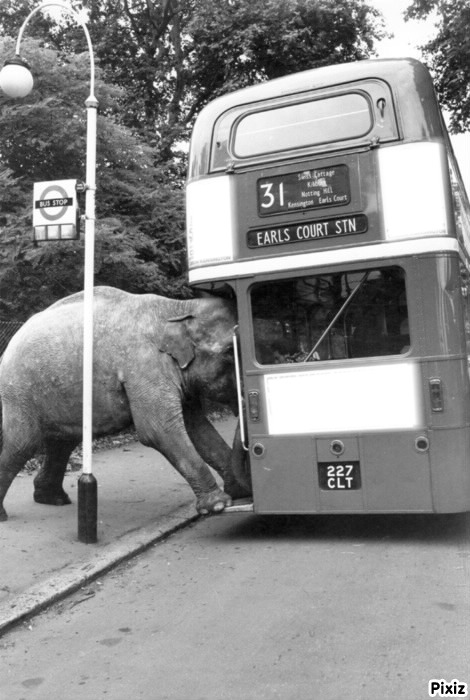un elephant dans un bus フォトモンタージュ