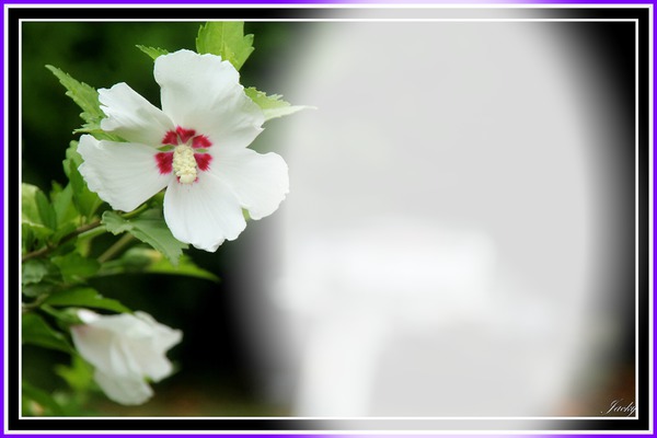 hibiscus Fotomontažas