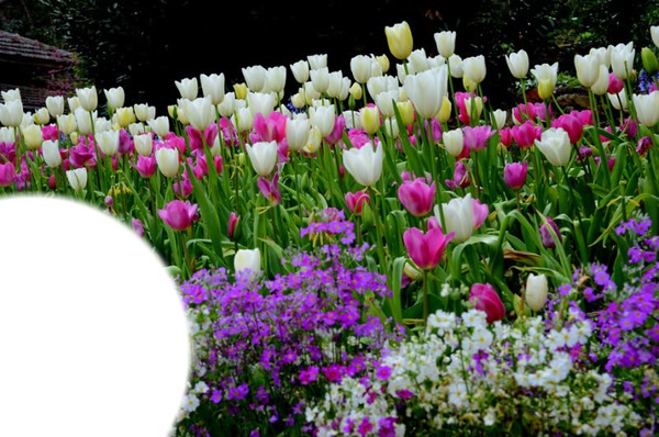 tulipes Fotomontage