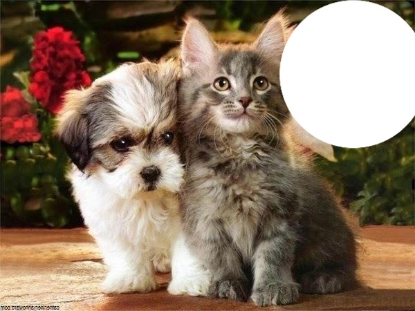 chien et chat Fotomontáž
