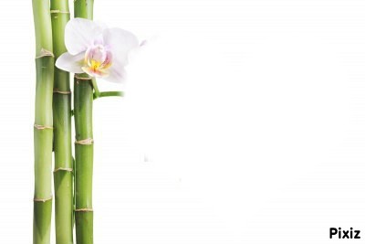 bambou orchidée Montage photo