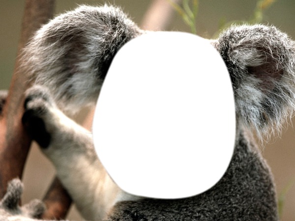 Devenir un koala Photo frame effect
