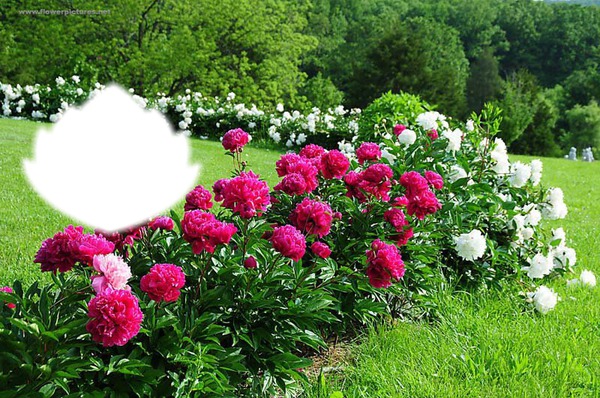 le jardin de roses Fotomontage