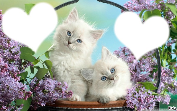 *Famille Chatons* Montage photo