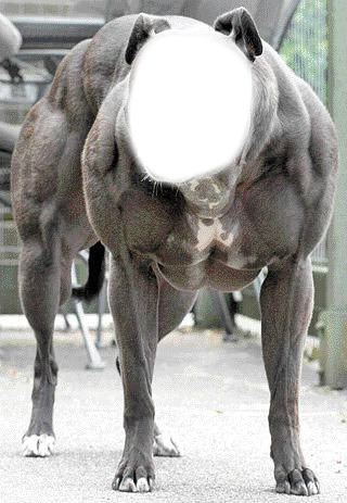 chien muscler Fotomontage