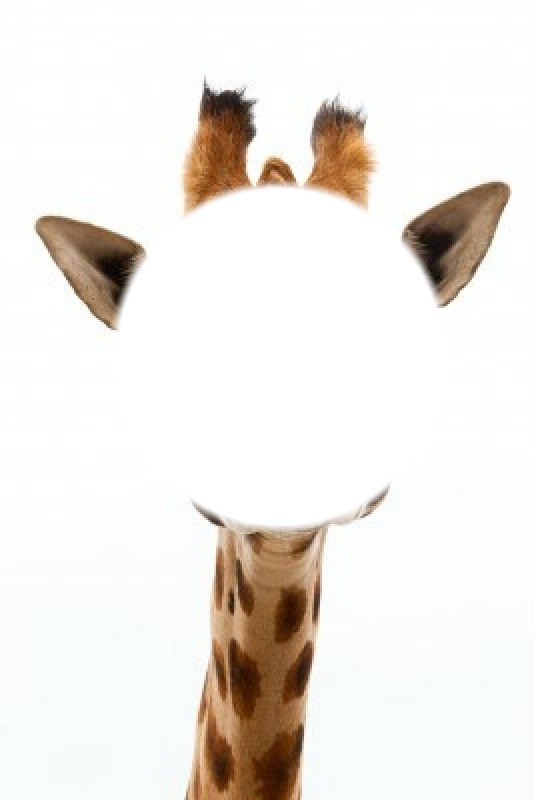 girafe Montaje fotografico