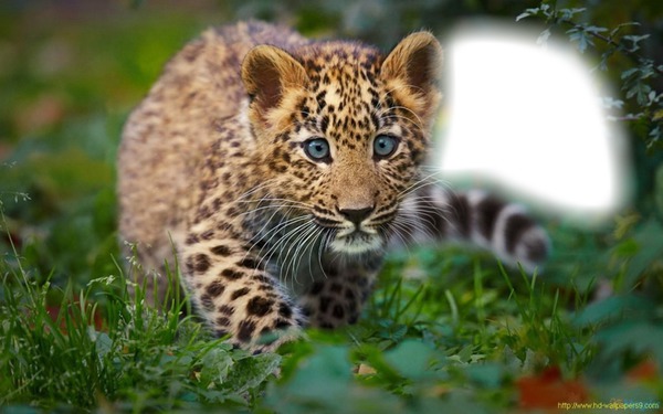leopard 1 Photo frame effect