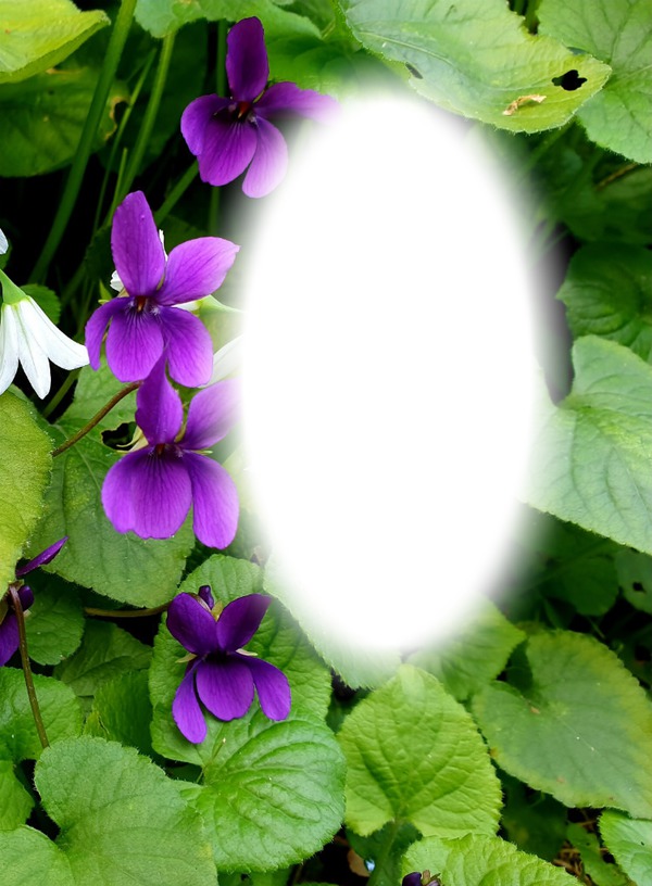 violet Фотомонтажа