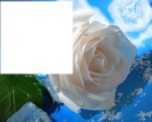rosa blanca Φωτομοντάζ