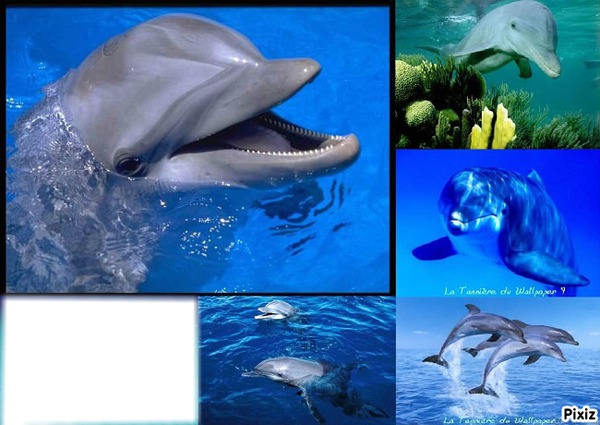 *Familles Dauphins* Photo frame effect