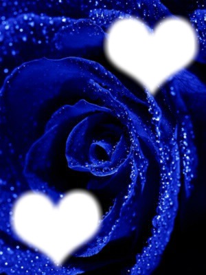 rosa azul del amor Montage photo