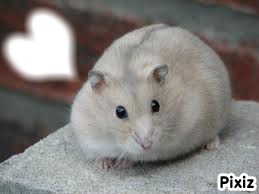 Hamster Fotomontagem