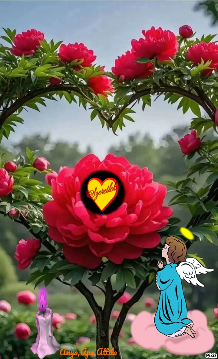 Gül kalp